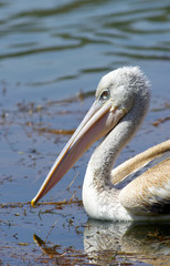 Pelicans catching fish near lake Hora,Ethiopia- February 2019