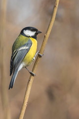 Bright tit sits on a branch in the park and looks at the photographer. City birds. Blurred background. Close-up. Wild nature. Spring soon.