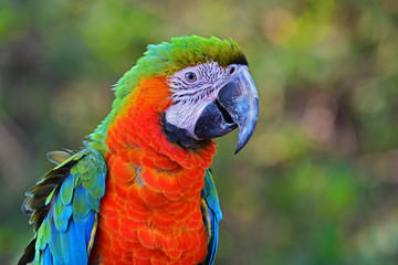 Head of macaw bird