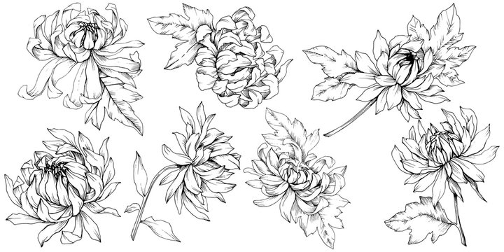 Vector Chrysanthemum floral botanical flowers. Black and white engraved ink art. Isolated flower illustration element.