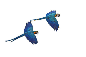 Blue and gold Macaw