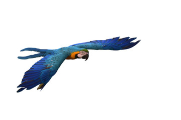 Blue and gold Macaw