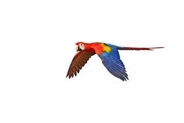 red and green macaw