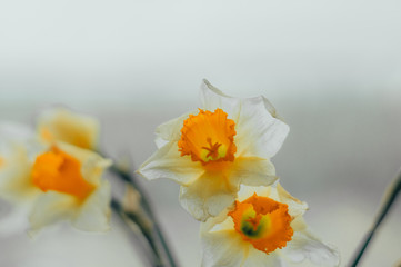 Spring Narcissus Flower