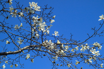 コブシ　モクレン科