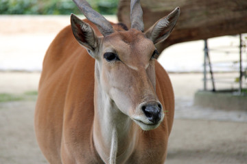 Southern eland