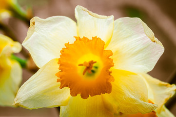 Obraz na płótnie Canvas Spring Narcissus Flower 
