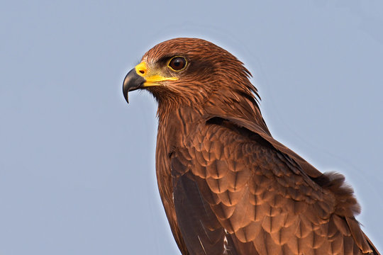 Black kite bird
