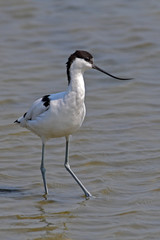 Pied Avocet Bird