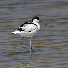 Pied Avocet Bird