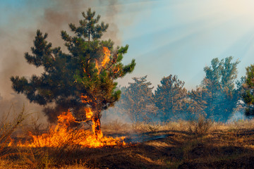 Forest Fire, Wildfire burning tree in red and orange color.