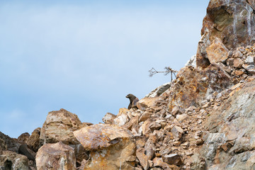 NZ Fur Seal on jagged rock slope on small island.
