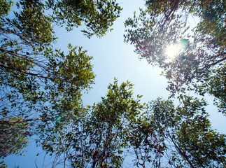 View at the treetop of eucalyptus trees in the farmland