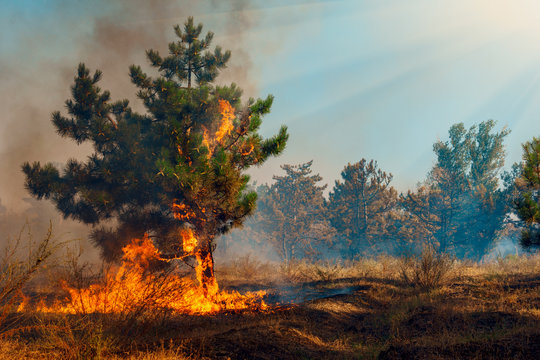Forest Fire, Wildfire burning tree in red and orange color.