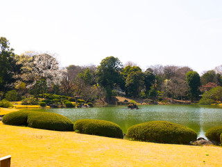 春の六義園　日本の庭園