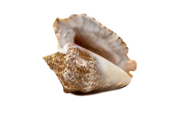 Old seashell isolated on a white background closeup