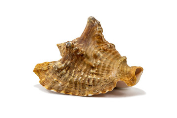 Old seashell isolated on a white background closeup