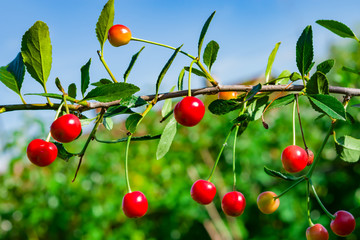 Red cherries on a branch on a Sunny summer day with green leaves on the background. Shallow depth of field.