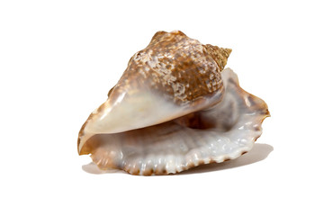 Old seashell isolated on a white background closeup
