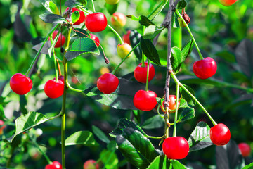 Red cherries on a branch on a Sunny summer day with green leaves on the background. Shallow depth of field.
