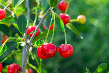 Red cherries on a branch on a Sunny summer day with green leaves on the background. Shallow depth of field.