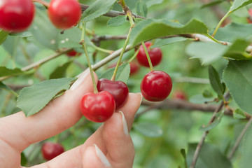 Woman's hand plucks a ripe red berry cherry from a Bush with green leaves, summer landscape
