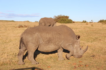 Obraz premium Rhinoceros in the Wild of South Africa
