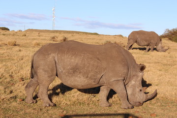 Obraz premium Rhinoceros in the Wild of South Africa