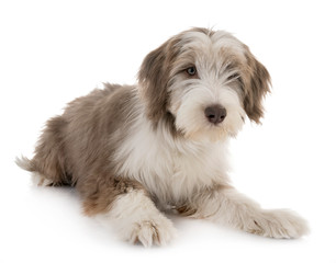 puppy bearded collie