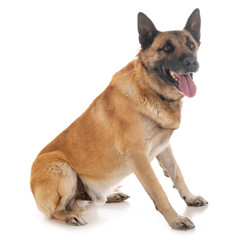malinois in studio