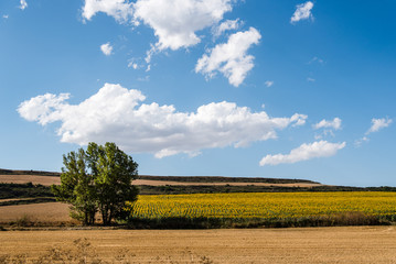Fototapeta premium Landscape with sunflowers plantation in summer