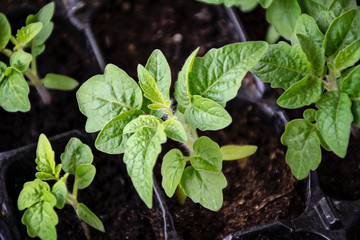 Many young plants in plastic pots. Close-up image on little tomato plants. New life concept. Gardening. Vegetable growing.