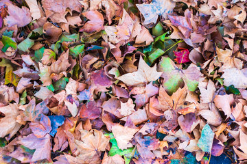 Fall Colors - Fallen Leaves along the Seine River near Paris, France
