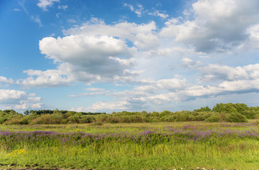 Obraz premium Beautiful summer landscape