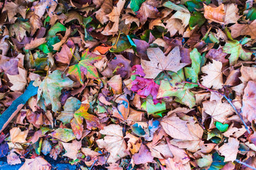 Fall Colors - Fallen Leaves along the Seine River near Paris, France