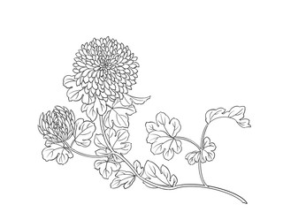 Digital illustration of chrysanthemum flowers, isolated. - obrazy, fototapety, plakaty