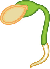 Pumpkin seed germination isolated on white background