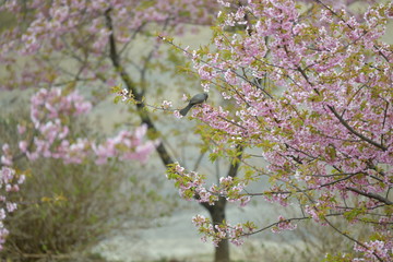 河津桜と鵯