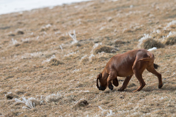 Fototapeta premium Bavarian bloodhound | Bayerischer Gebirgsschweisshund