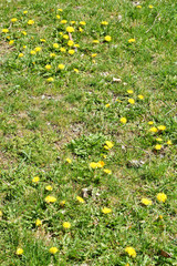 yellow flower field of dandelions