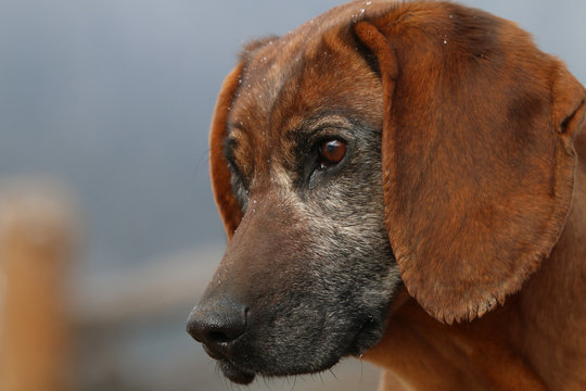 BGS Jagdhund