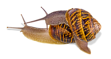Close up of Burgundy (Roman) snails isolated on white background