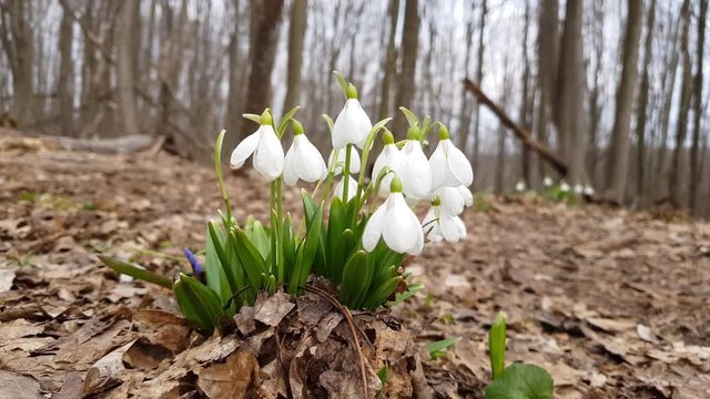 Eastern Europe panorama forest of early spring. White blooming snowdrop folded or Galanthus plicatus in the forest background. Wind, light breeze, sunny spring day, dolly shot.