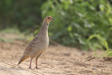 Grey Francolin graceful posture 