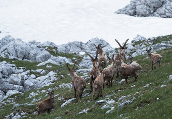 Capricorn, (Capra ibex) | Steinbock