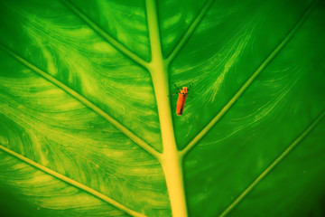 green leave with orang little insect