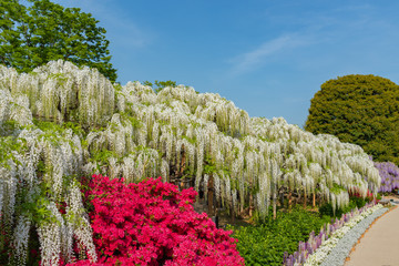 Beautiful full bloom of Wisteria blossom trees, Double cherry blossoms and Indian Azaleas ( Rhododendron simsii ) flowers in springtime sunny day at Ashikaga Flower Park, Tochigi prefecture, Japan