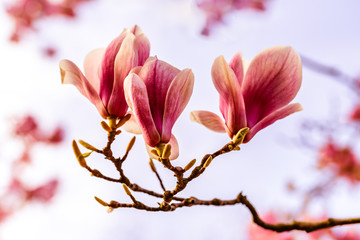 Rosa blühende Magnolien 