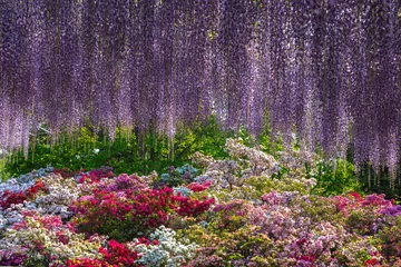 Keuken spatwand met foto Beautiful full bloom of Wisteria blossom trees, Double cherry blossoms and Indian Azaleas ( Rhododendron simsii ) flowers in springtime sunny day at Ashikaga Flower Park, Tochigi prefecture, Japan © Shawn.ccf