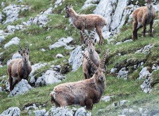 Capricorn, (Capra ibex) | Steinbock